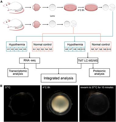 Integrated Transcriptomic and Proteomic Analysis Reveals Up-Regulation of Apoptosis and Small Heat Shock Proteins in Lens of Rats Under Low Temperature